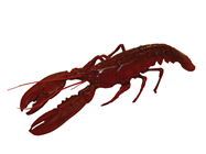 Plastic Lobster - 50cm
