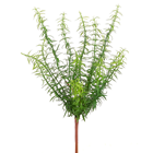 Rosemary Herb Plant - 38cm 