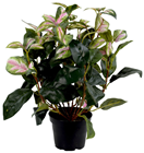 Hoya Carnosa Wax Plant in Pot 