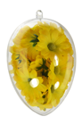 Transparent Hollow Egg - 10cm Pk.5 