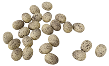 Small Birds Eggs 