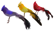 Coloured Cardinal Birds - Set of 3 