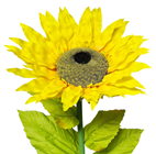 Large Sunflower - 100 x 36cm 