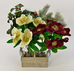 Hellebore - Red Racer 