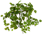 Pothos Bush - 50cm 