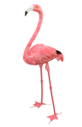 Flamingo - Head Up 55cm