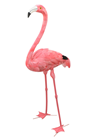 Flamingo - Head Up 55cm 