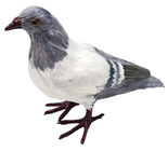 Lifelike Pigeon with Feathers 