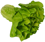 Lettuce - Light Green 