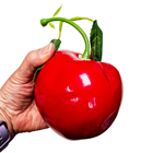 Giant Red Cherry - Slight Second 