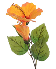 Large Orange Hibiscus Flower Stem 