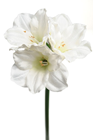 White Amaryllis Flower Stem 