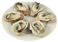 Replica Oysters in Shell - Pk.6