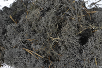 Reindeer Moss - Black 