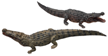 Brown Baby Crocodile 