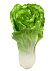 Bok Choy - Chinese Cabbage 