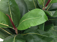 Rubber Tree Plant - 120cm 