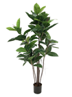 Rubber Tree Plant - 120cm 