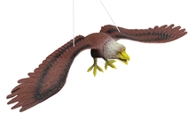Flying Eagle 