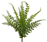 Forest Fern Plant 