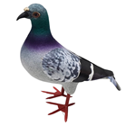 Realistic Foam Pigeon 