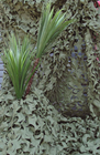 Camouflage Nets 