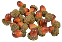 Acorns - Pk.20 