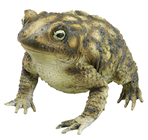 Toad 