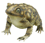 Toad