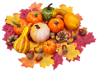 Autumn Gourd Display Set 