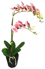 Orchid in Artificial Soil Base 