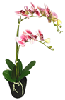 Orchid in Artificial Soil Base