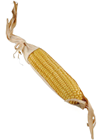Corn on the Cob in Husk 