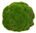 Moss Ball - 19cm 