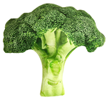 Giant Plush Broccoli 