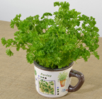 Parsley Planter Mug 