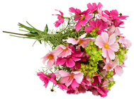 Deep Pink Cosmos Flower Stem - 48cm 