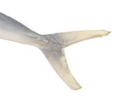 Long Grey Rubber Fish - Slight Second 