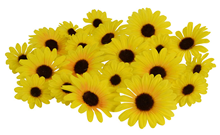 Scatter Sunflowers - Pk.20 