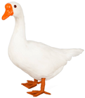 White Goose with Head Up 