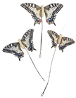 Swallowtail Butterfly - 12cm Pk.12 