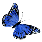 Blue Feather Butterfly - 30cm 