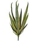 Aloe Vera - 55cm 