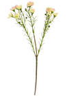 White-Pink Wax Plant Flower Stem - 37c 