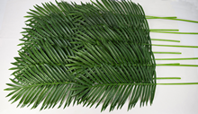 Palm Branch - Pk.12