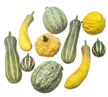 Assorted Gourds - Pk.10 