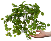 Pothos Bush - 50cm 