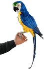 Blue Tropical Parrot 