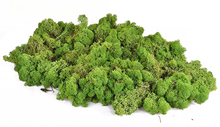 Reindeer Moss - Dark Green 