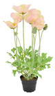 Salmon Potted Poppy Plant - 45cm 